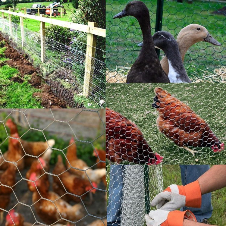 Hexagonal wire mesh for chicken